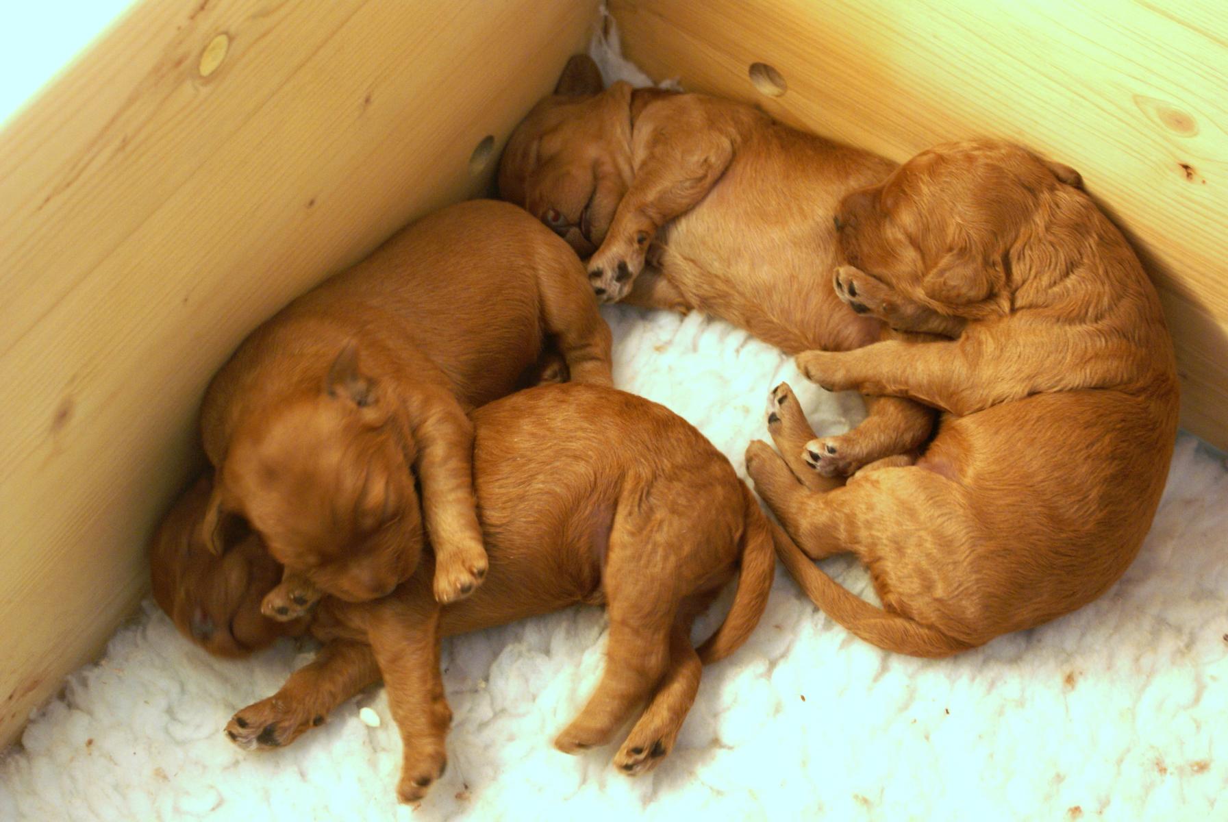 australian labradoodle